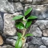 Kép 2/4 - Hoya cv. patcharawalai