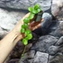 Kép 7/11 - Hoya endauensis