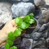 Kép 3/11 - Hoya endauensis