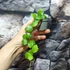 Kép 2/11 - Hoya endauensis