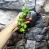 Kép 6/11 - Hoya endauensis
