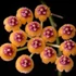 Kép 1/11 - Hoya endauensis