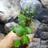 Kép 8/11 - Hoya endauensis