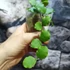 Kép 9/11 - Hoya endauensis