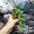 Kép 10/11 - Hoya endauensis
