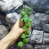Kép 11/11 - Hoya endauensis