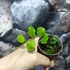Kép 4/11 - Hoya endauensis
