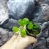 Kép 5/11 - Hoya endauensis