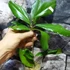 Kép 2/4 - Hoya erythrina 'Red'