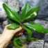 Kép 3/4 - Hoya erythrina 'Red'