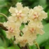 Kép 1/4 - Hoya erythrina 'Red'