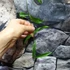 Kép 3/4 - Hoya filiformis