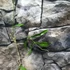 Kép 2/4 - Hoya filiformis