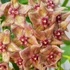 Kép 1/4 - Hoya filiformis