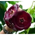 Kép 1/7 - Hoya gigas