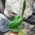 Kép 3/7 - Hoya gigas