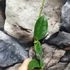 Kép 4/7 - Hoya gigas