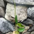 Kép 5/7 - Hoya gigas