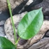 Kép 6/7 - Hoya gigas