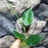 Kép 7/7 - Hoya gigas