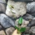 Kép 2/7 - Hoya gigas