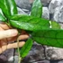 Kép 3/4 - Hoya globulosa