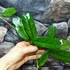 Kép 4/4 - Hoya globulosa