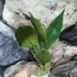 Kép 6/7 - Hoya inflata