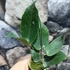 Kép 7/7 - Hoya inflata