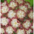 Kép 1/4 - Hoya juannguoana