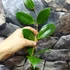 Kép 2/4 - Hoya juannguoana