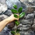 Kép 3/4 - Hoya juannguoana