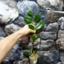 Kép 4/4 - Hoya juannguoana
