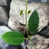 Kép 3/5 - Hoya lauterbachii