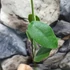 Kép 4/5 - Hoya lauterbachii
