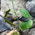 Kép 5/5 - Hoya lauterbachii