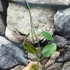 Kép 2/5 - Hoya lauterbachii