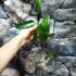 Kép 3/3 - Hoya macgillivrayi