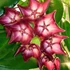 Kép 1/3 - Hoya macgillivrayi