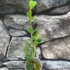 Kép 3/6 - Hoya manipurensis