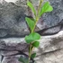 Kép 2/6 - Hoya manipurensis