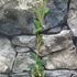 Kép 4/6 - Hoya manipurensis