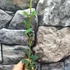 Kép 5/6 - Hoya manipurensis