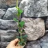 Kép 6/6 - Hoya manipurensis