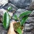 Kép 5/6 - Hoya meliflua