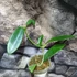 Kép 2/6 - Hoya meliflua