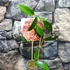 Kép 3/6 - Hoya meliflua
