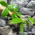 Kép 3/4 - Hoya mindorensis 'Lite Yellow'