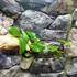 Kép 2/4 - Hoya mindorensis 'Lite Yellow'