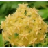 Kép 1/4 - Hoya mindorensis 'Lite Yellow'